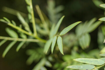 close up of green leaves