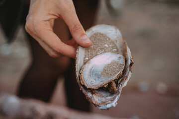 Large shell in the hands of a woman. Close up Outdoor