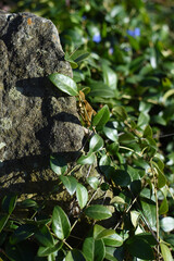 evergreen vinca plant climbing on a rock in garden