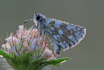 Red Bouncy butterfly - Spialia orbifer