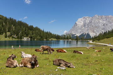 Kühe am Seebensee, Tirol