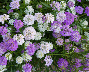 Bright garden plant Iberis " Sweet Candy"
