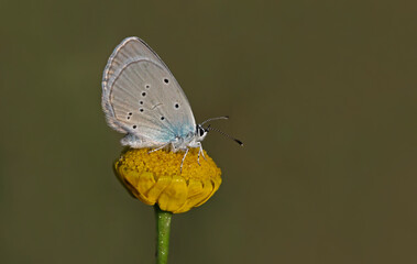Blue Osiris butterfly - Cupido osiris