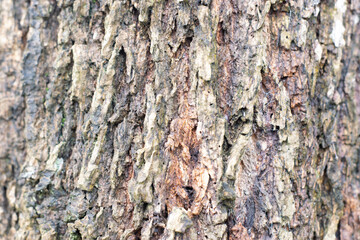 Fototapeta premium Nature wood texture closeup beautiful