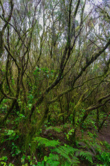 Bosque Laurisilva en el Parque Anaga en Tenerife.