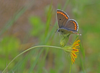 Multi-eyed Brunette butterfly - Polyommatus agestis
