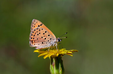 Fototapeta na wymiar Flame Flame butterfly - Lycaena kefersteinii