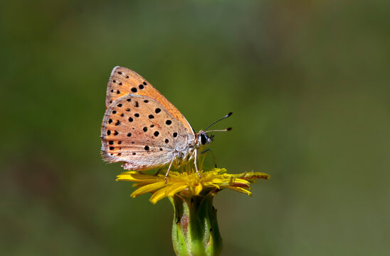 Flame Flame butterfly - Lycaena kefersteinii © mylasa