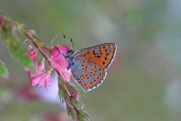 Akbes Weasel butterfly - / Tomares nesimachus