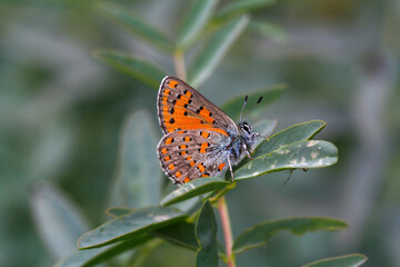 Akbes Weasel butterfly - / Tomares nesimachus