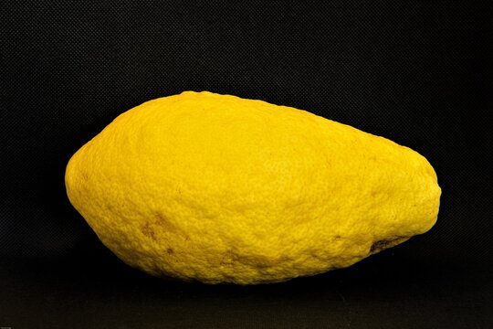 Eine von vielen Zitronensorten - Eine etwa  ein Kilogramm schwere,  Zitronat - Zitrone vor schwarzem Hintergrund , auch Cetri genannt. Zitronen geh&ouml;ren zu den &auml;ltesten Kulturpflanzen der Menschheit