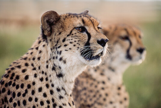 portrait of two cheetahs, Acinonyx jubatus, attentively looking