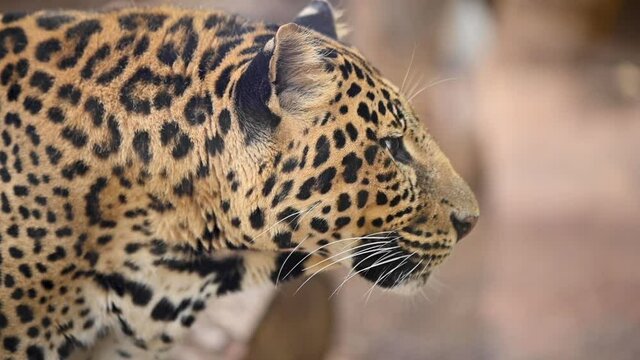Close up portrait of a Leopard in the wild. High quality FullHD footage
