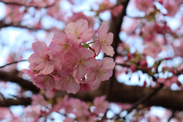 桜の花 2020年8月 静岡県伊東市富戸(城ケ崎)