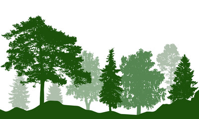 Silhouette of beautiful summer forest. Real fir trees, pine, coniferous trees, birch and others. Vector illustration.