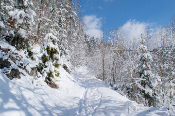 Fresh snow in forest