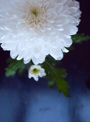 #taa8 Flower Photography 1