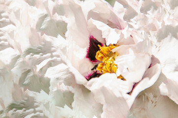 White peony flower nature background