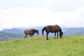 horses grazing in a meadow