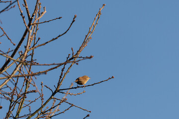 Tiny Wren (Troglodytes troglodytes) perched in a tree in wintertime