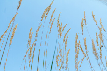 Bunch of wild cereal against blue sky, low angle view photography
