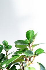 green leaves on white background with empty space for text, interior plant and home gardening, selective focus
