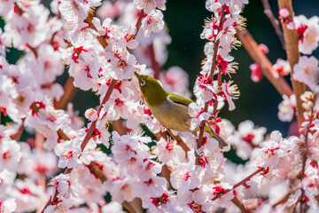 メジロと梅の花