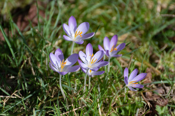 spring crocus with purple flowers in the sunlight