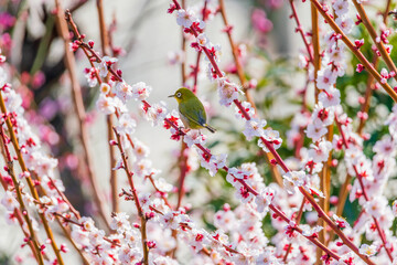 メジロと梅の花