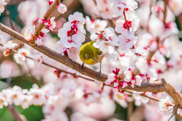 メジロと梅の花