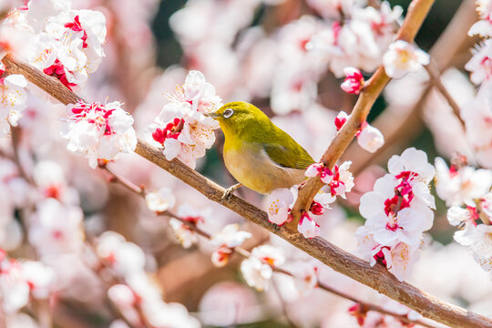 メジロと梅の花