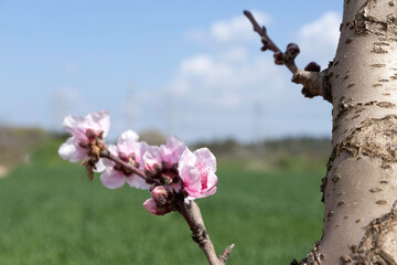 Branches of peach trees with pink flowers close up on a blurred green background