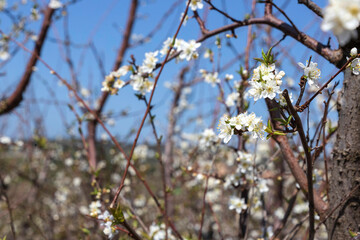 Orchard with blooming white flowers cherry trees