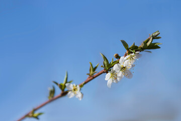 A twig of a cherry tree with white flowers close-up against a blue sky