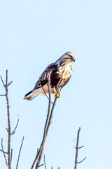 Rough-legged Hawk