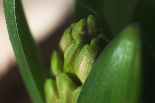 undissolved hyacinth flower among the leaves. closed flower bud with drops of water on it.