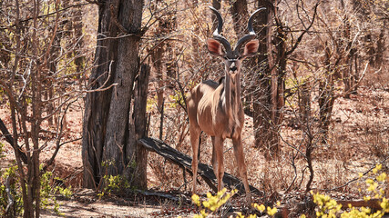 kudu, Tragelaphus strepsiceros, looking attentively