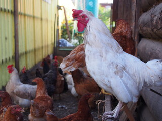 Chickens and roosters walk near the village house