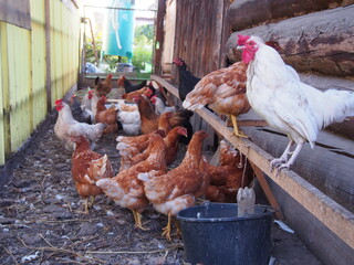 Chickens and roosters walk near the village house