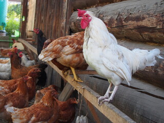 Chickens and roosters walk near the village house