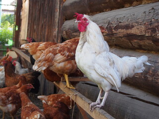 Chickens and roosters walk near the village house