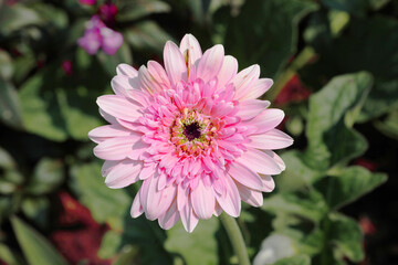 Obraz premium pink dahlia flower