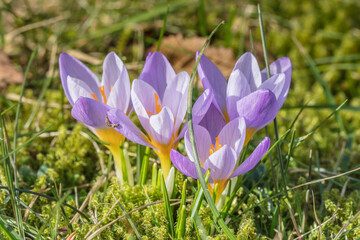 Fototapeta premium frühling