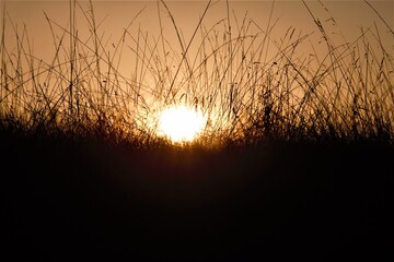 sunset in the grass