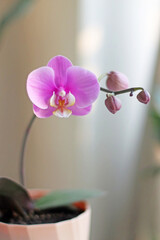 Pink orchid in a pot