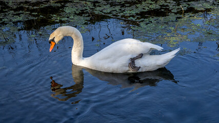 mute swan is reflected in the water in the lônes near the Rhone River.