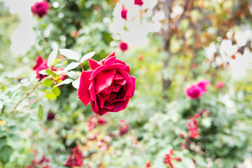 秋薔薇の咲く横浜イングリッシュガーデン