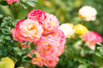 秋薔薇の咲く横浜イングリッシュガーデン