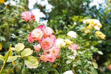 秋薔薇の咲く横浜イングリッシュガーデン