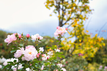 秋薔薇の咲く横浜イングリッシュガーデン